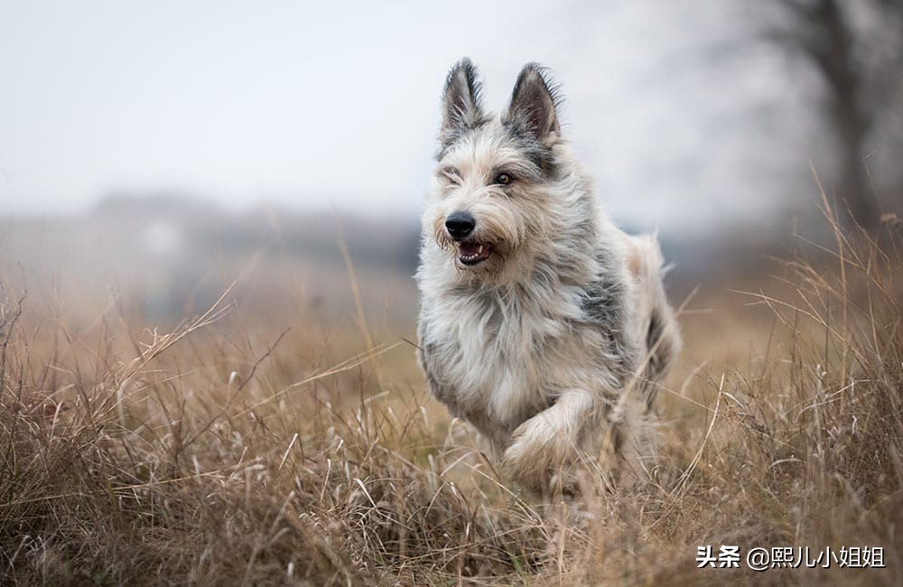 伯杰·皮卡德(berger picard)或皮卡第牧羊犬(picardy shepherd)是在