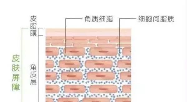一到冬天皮肤就发红、刺痛，我们到底应该怎么护肤