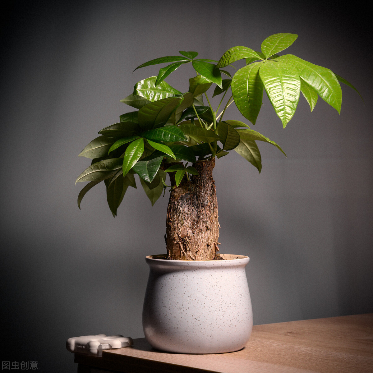 她家发财树一个月长高30厘米,打开"生长机关"很简单,值得学习