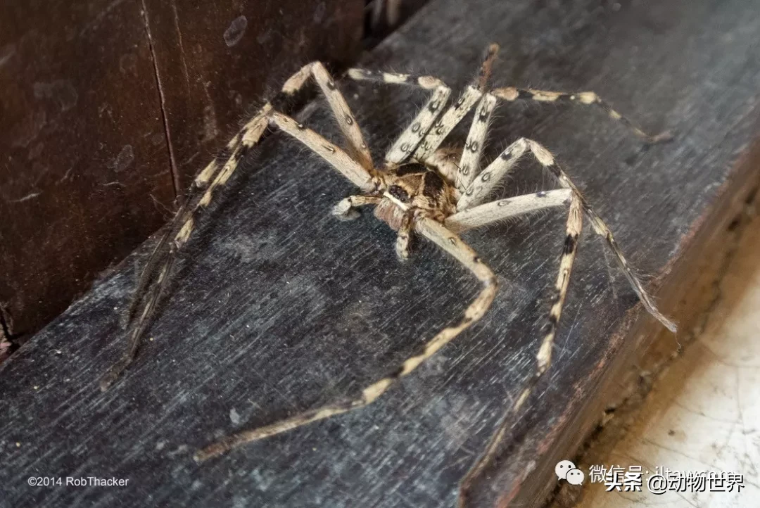 蟑螂的天敌是什么动物（一文了解蟑螂的真正天敌）