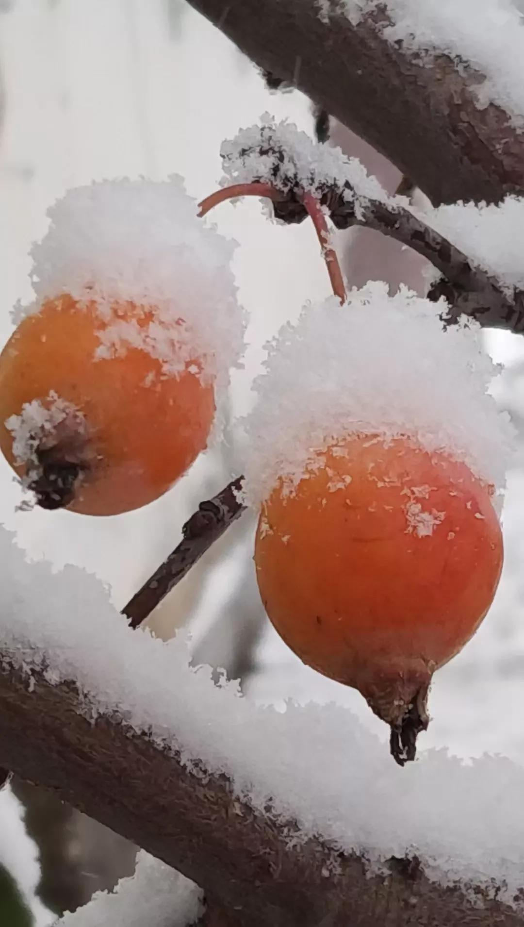 雪，让娘的头发又白了一片