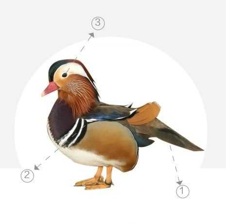 鸳鸯工笔画法教程:分步骤图解教你画鸳鸯,学会画鸳鸯很简单