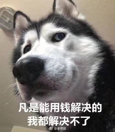 呆萌狗狗的表情包：真的，骗你是小狗