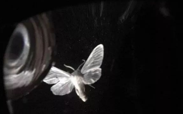飞蛾为何扑火?真实原因很多人都还不知道