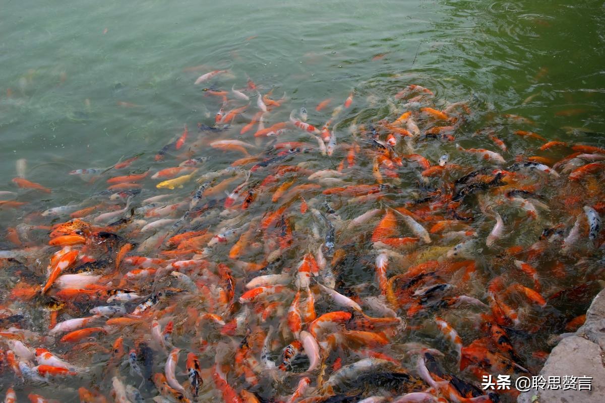 观鱼诗词精选二十四首 我嗟不及群鱼乐，虚作人间半世人