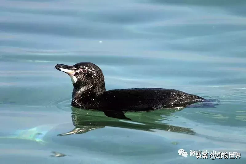 企鹅是鸟吗（带你了解世界上的18种企鹅）