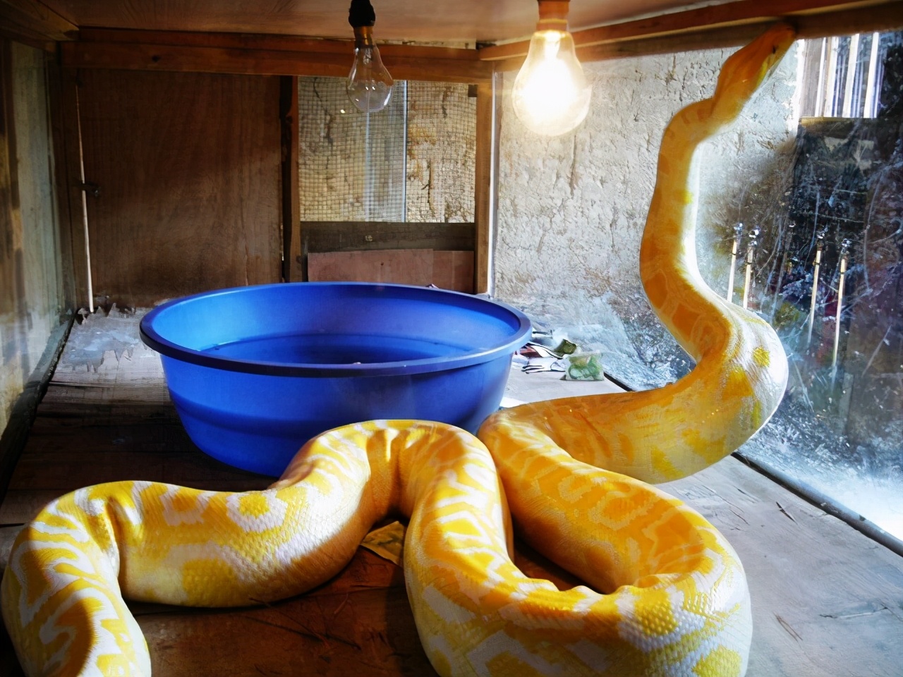 黑龙江一女子与蛇同居15年，家中大蛇就有20条，蛇不会攻击她吗？