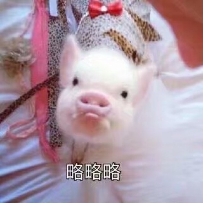 关于猪的搞笑表情包：开心得像个小猪仔