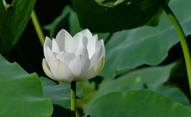 重庆看荷花的地方来啦！错过再等一年......