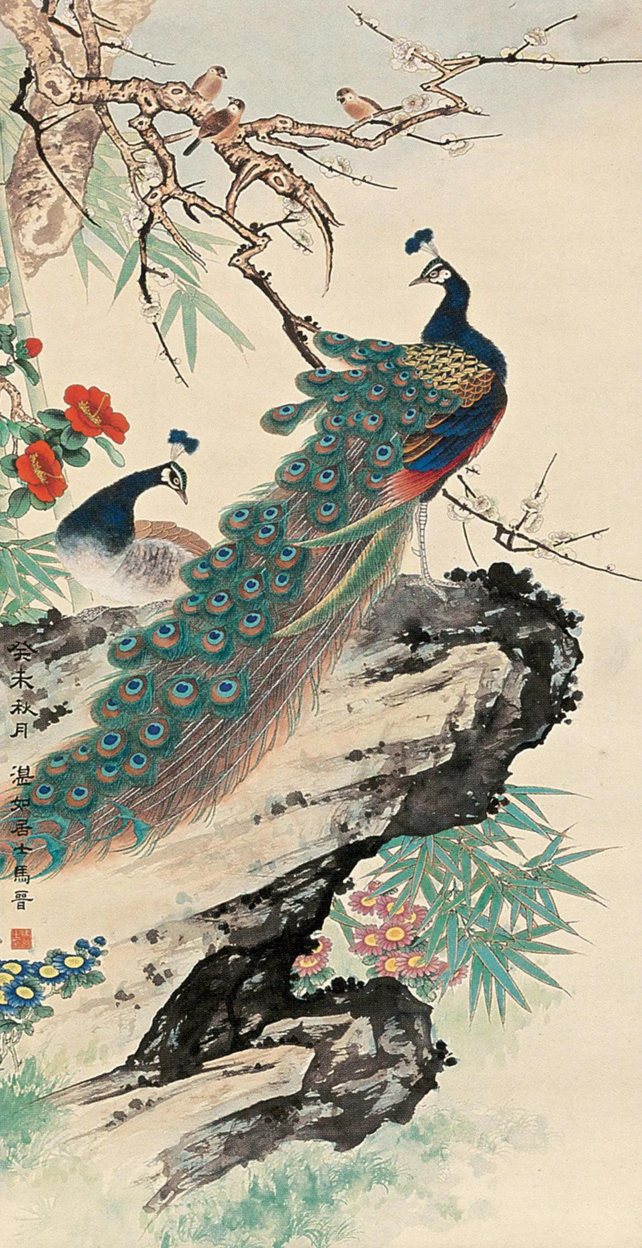 孔雀东南飞！高贵、冷艳的白孔雀