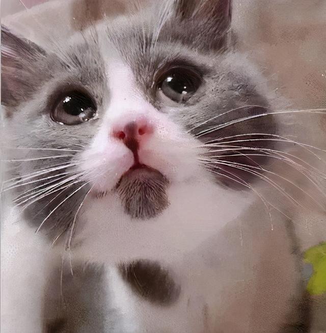 猫咪流泪原因揭秘：哪些情况会导致猫流眼泪？