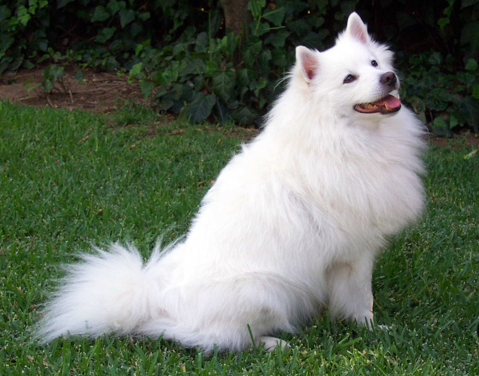 白色狗品种大全 大型图片