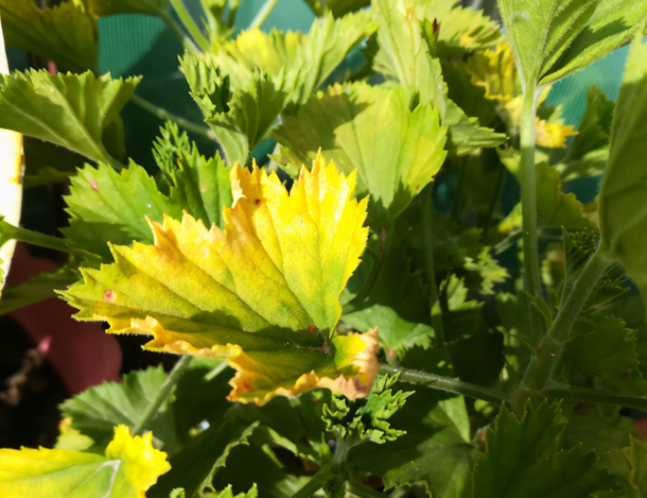 栀子花叶子发黄图解（各种植物黄叶的原因和解决方法）