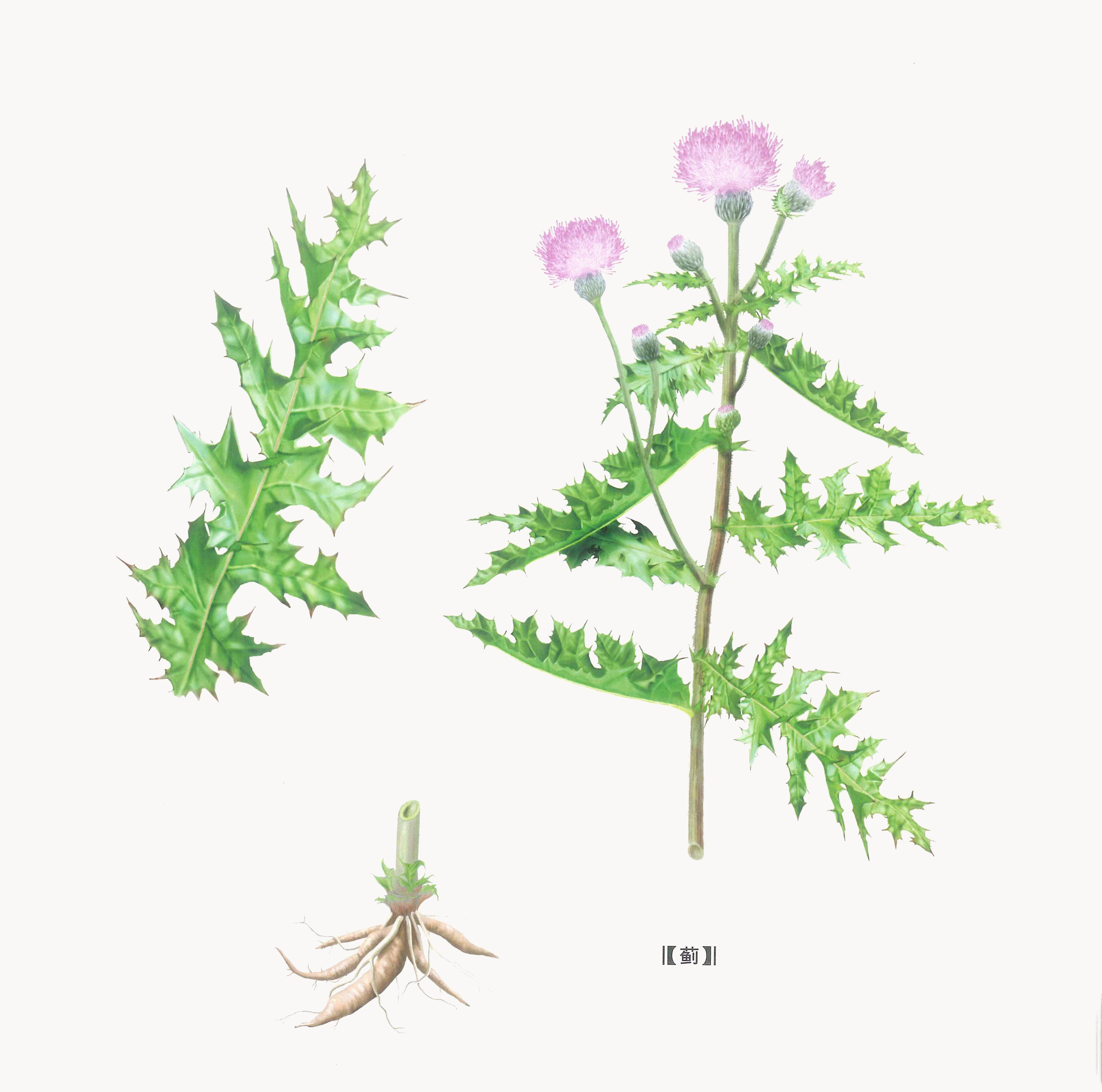 披针形(大蓟的头状花序顶生,总苞钟状,披针形,花紫色或玫瑰色)