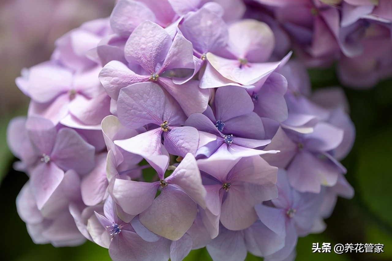 绣球花有几种颜色（详解七变花的名字由来）