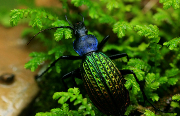物种百科:硕步甲