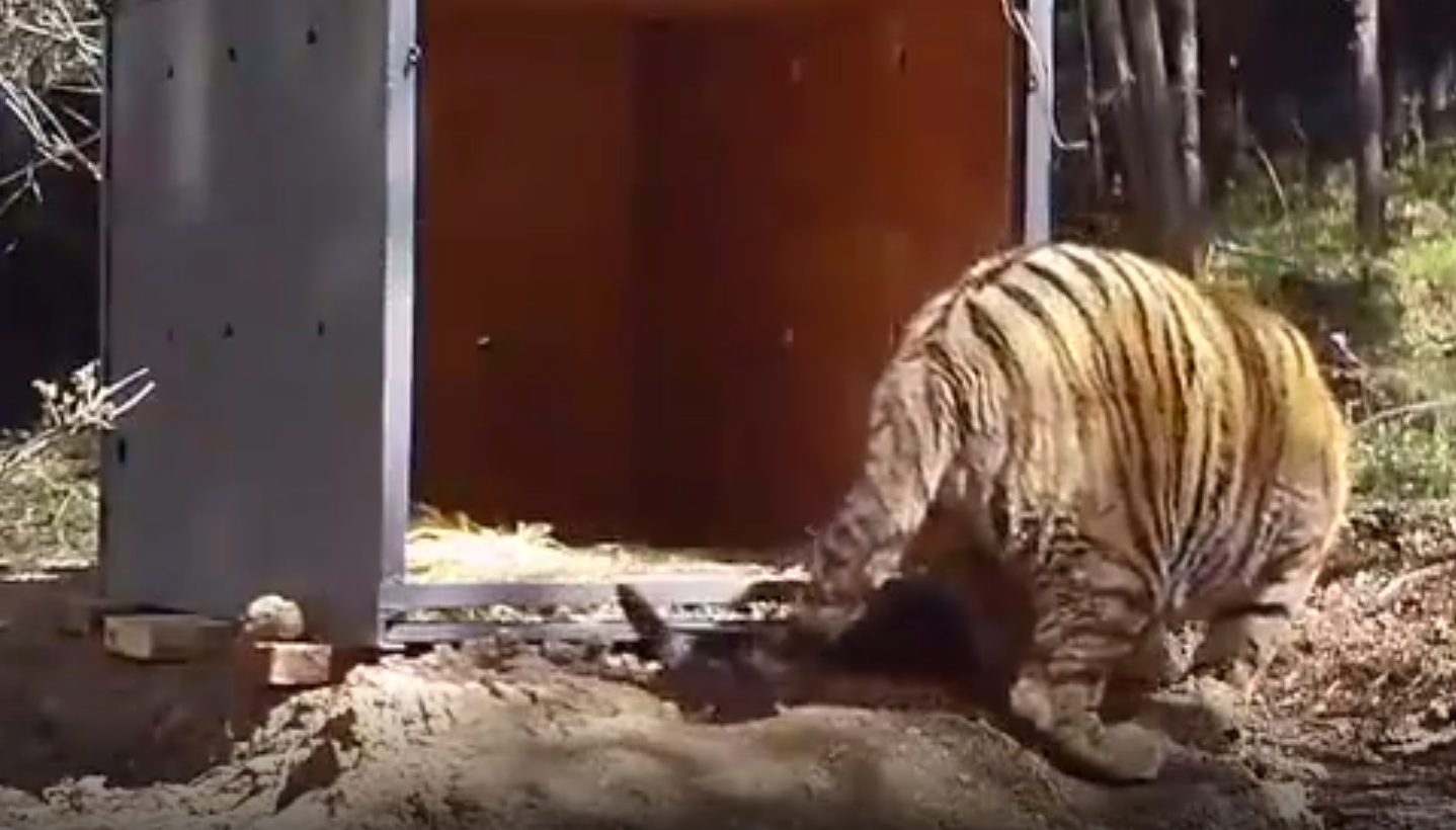 ​25天，进村东北虎完达山一号放归山林，重回自然还会回来吗？