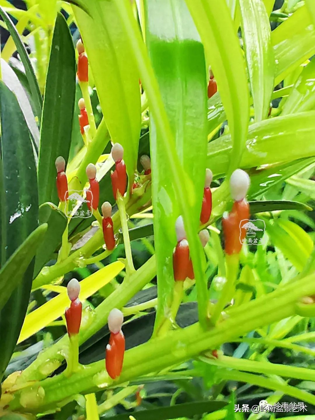 罗汉松招财旺财,这些珍稀品种您玩过吗?