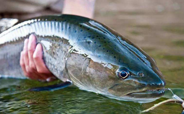 我国最好吃的5种"另类"淡水鱼,长相凶猛还丑陋,味道却很鲜美