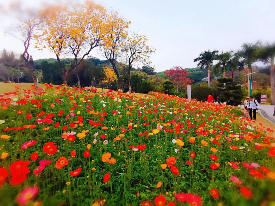 天河｜花城看花丨天河公园，虞美人花开，春摇荡