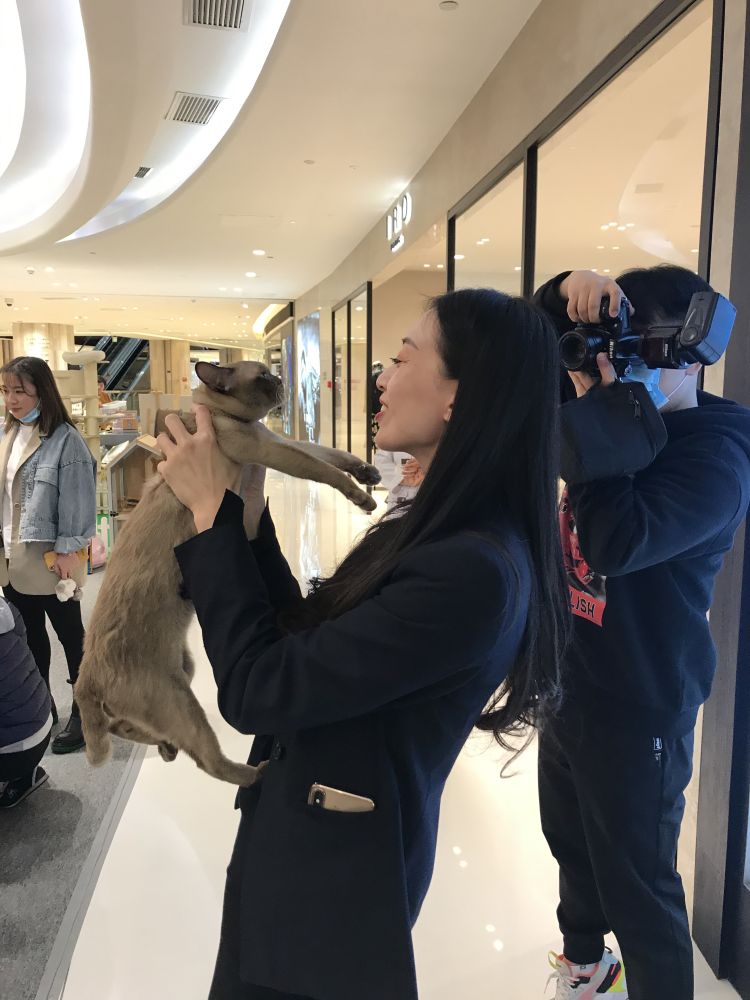 半岛调查｜你撸过60万元一只的猫咪吗？揭开“天价猫”的神秘“喵生”