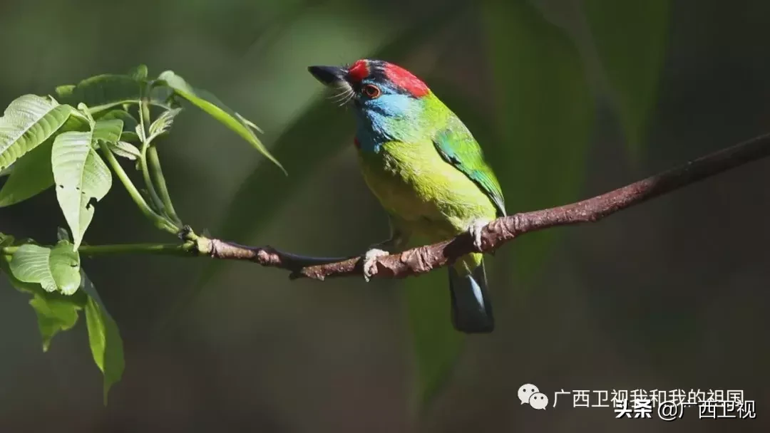 为造地雷浑身是伤，俘虏级别最高国民党将领……他们都是解放广西的英雄