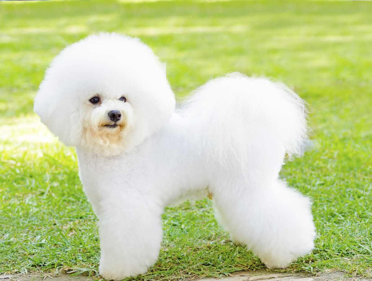 泰迪犬和比熊犬：如何区分“撞脸”的狗狗