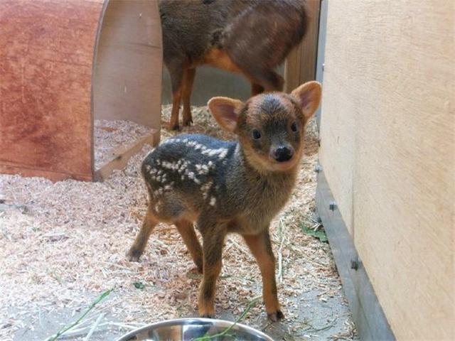 迷你鹿和饲养员撒娇要奶喝,遭拒绝后耍赖皮,计划用铁锅炖自己!