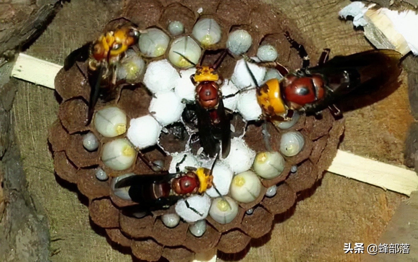 同是野生蜂类，为啥马蜂攻击性强，蜜蜂却很温驯？蜜蜂与人更亲？