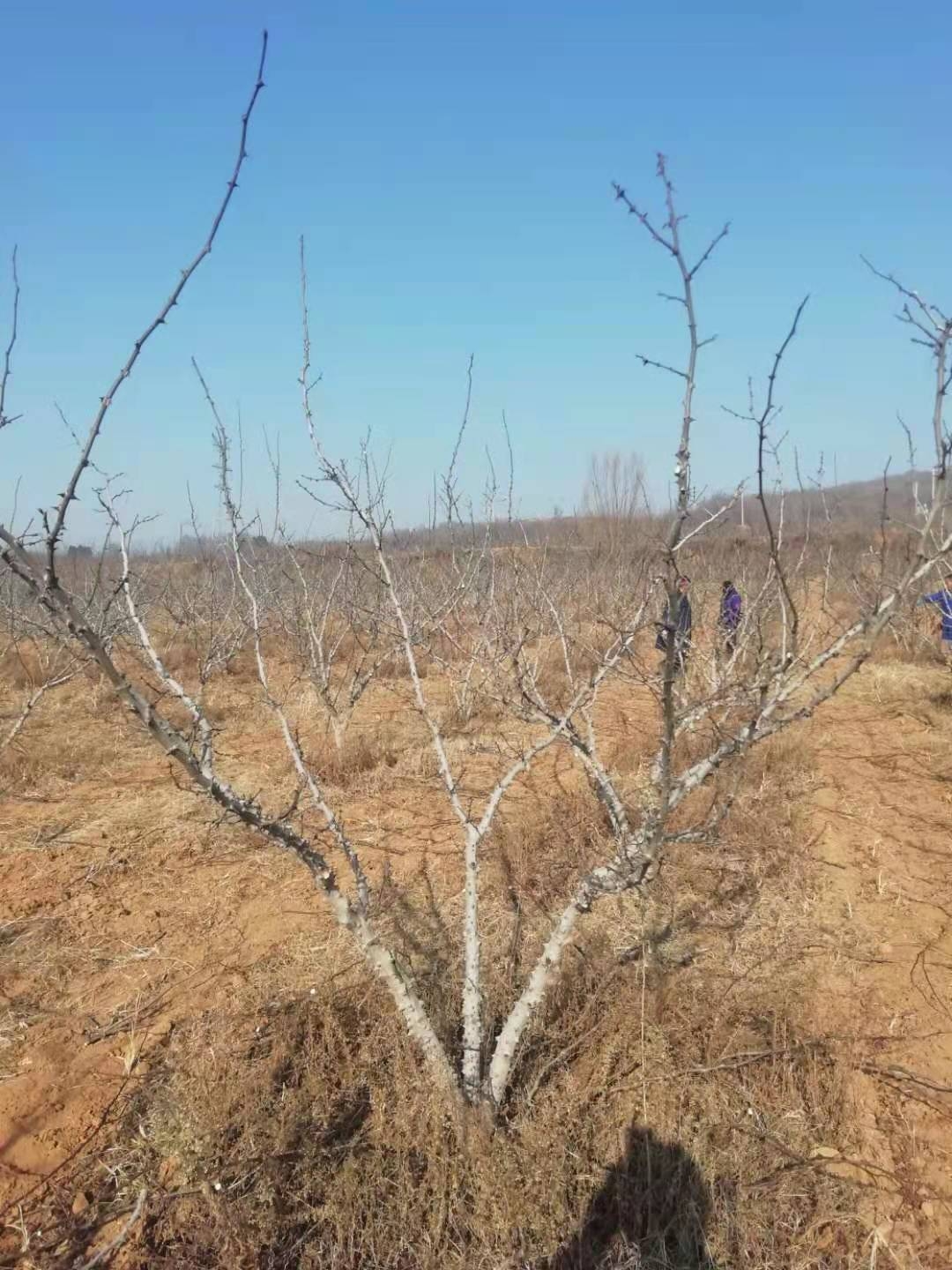 花椒树几月份发芽（细谈花椒树的生长习性规律）