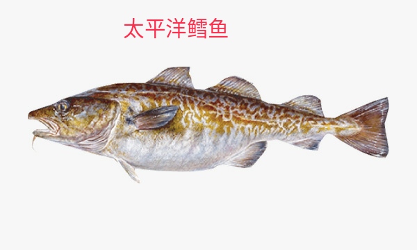 市面上两种假鳕鱼常被买错，收好这份鳕鱼指南，别再买错坑宝宝了