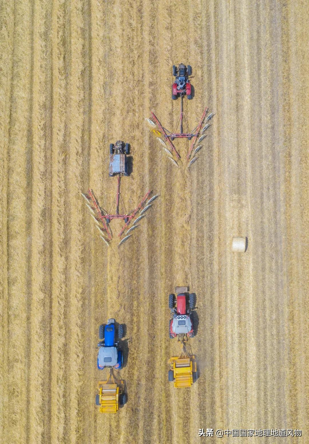 想不到！一粒小麦竟这样改变了中国