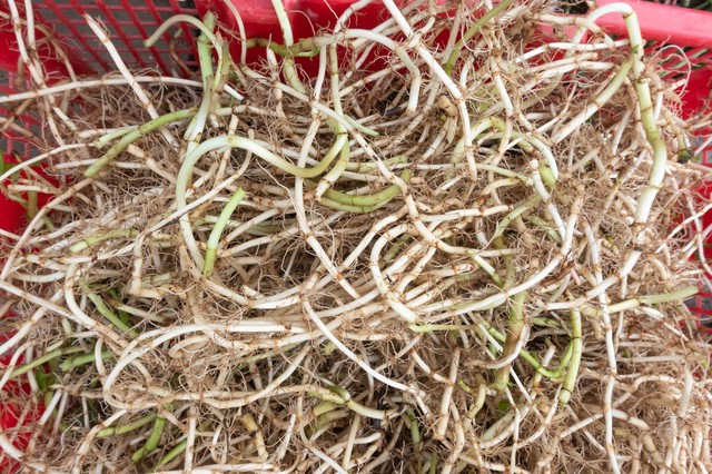 十种农村常见中药材，有的价值过万元一斤，遇到别错过