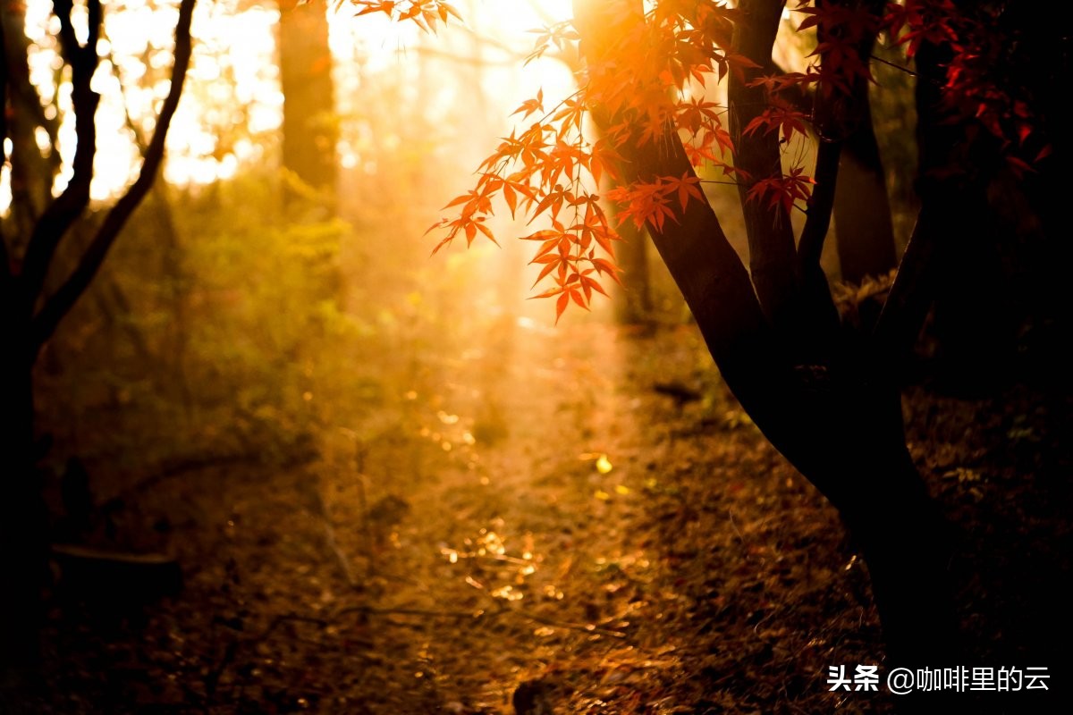 春天的故事，夏天的絮语，我们皆在十月的成熟静美里读懂
