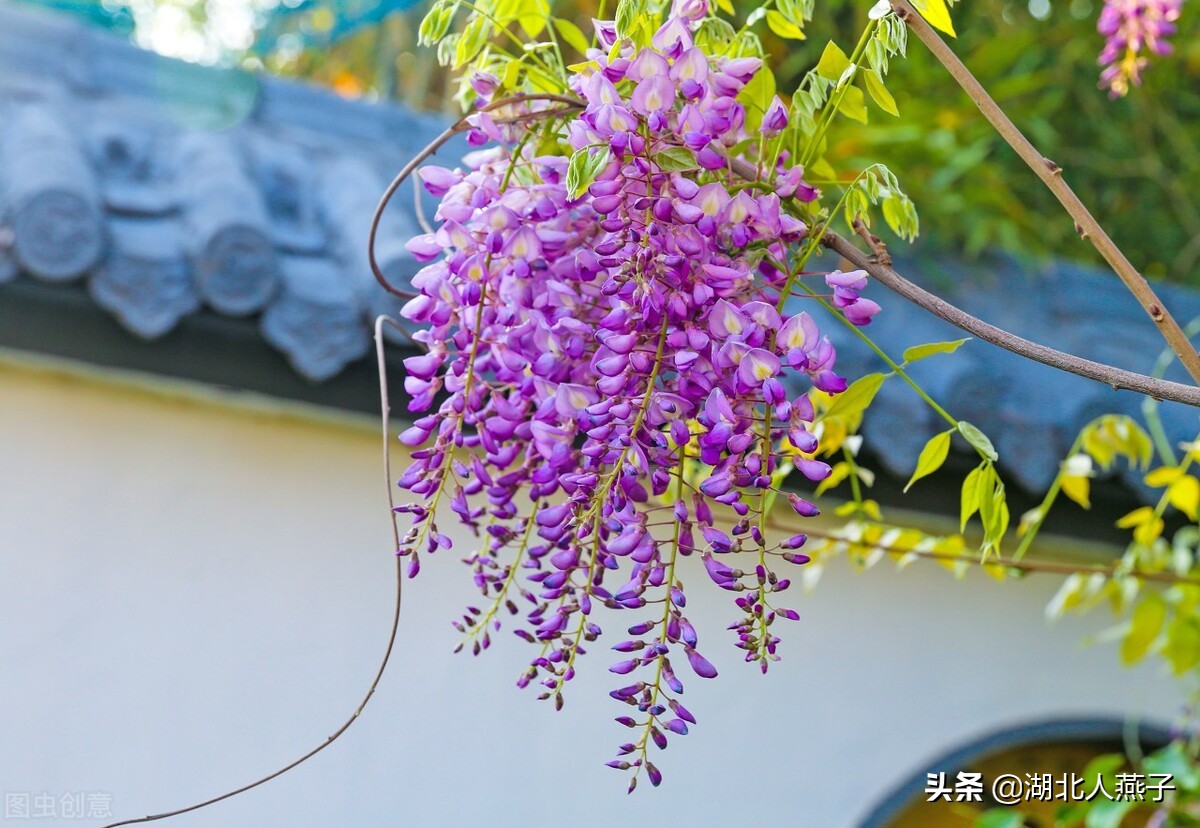 农村能吃的野菜100种大全(教你认识100种野菜和吃法)