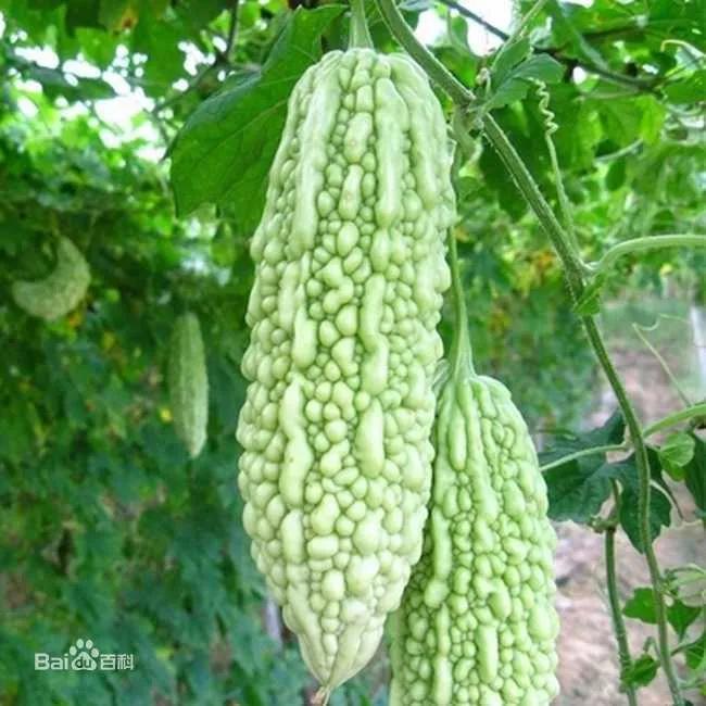 今日霜降，记得“吃3样、忌2样”老传统别丢，顺应时节平安入冬