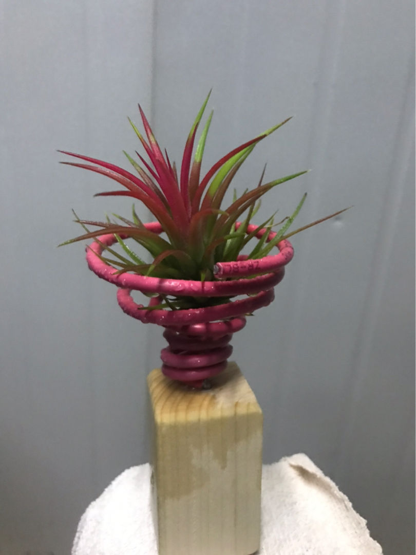 家里养盆空气凤梨,没想到有这么多好处,太实用了