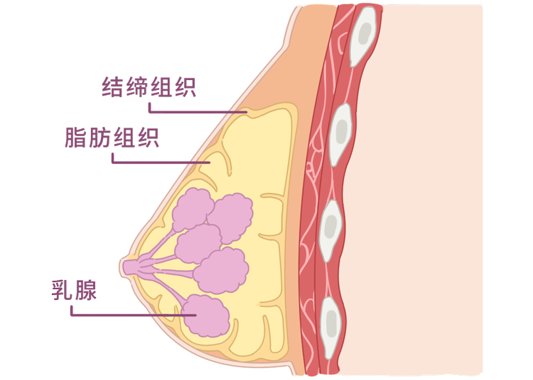 女生胸罩罩杯怎么算，确定罩杯尺寸对照表