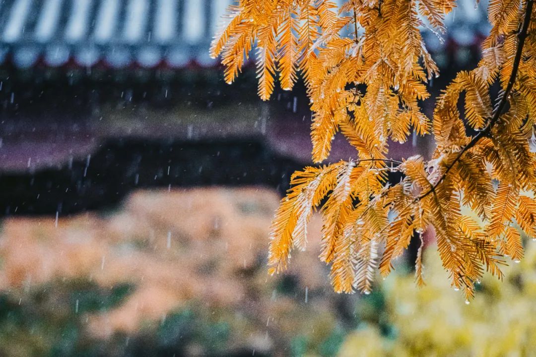 写初秋下雨的优美句子