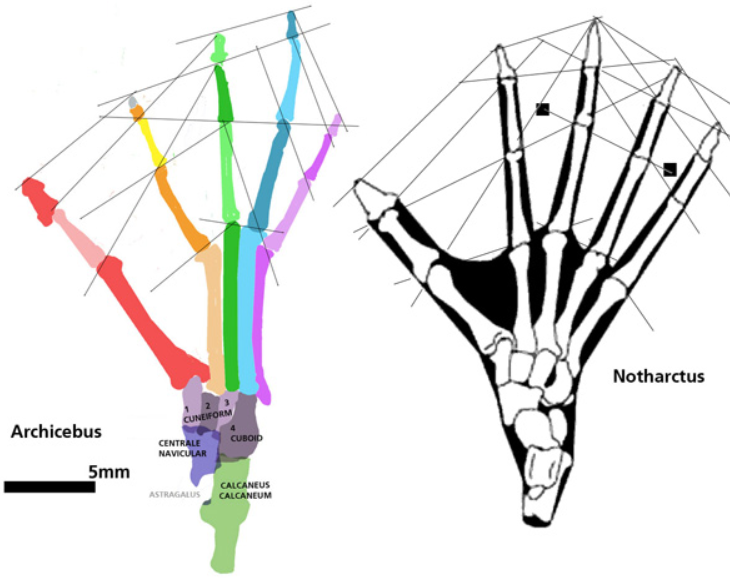 中国人非本地起源？研究：现代人抵达华南不超过6万年