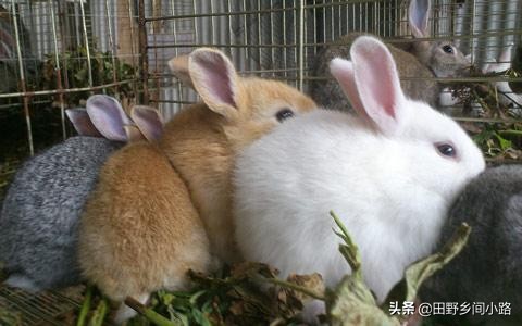 兔子怎么养,兔子怎么养最正确的兔子饲养方法