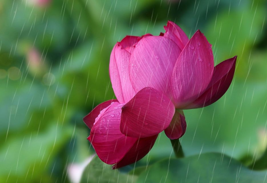 「诗词鉴赏」雨中观荷，惊艳了谁的时光