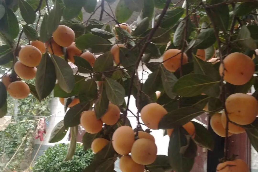 九九重阳节到了，俗话说“九九晴一冬凌，九九阴一冬温”，啥意思