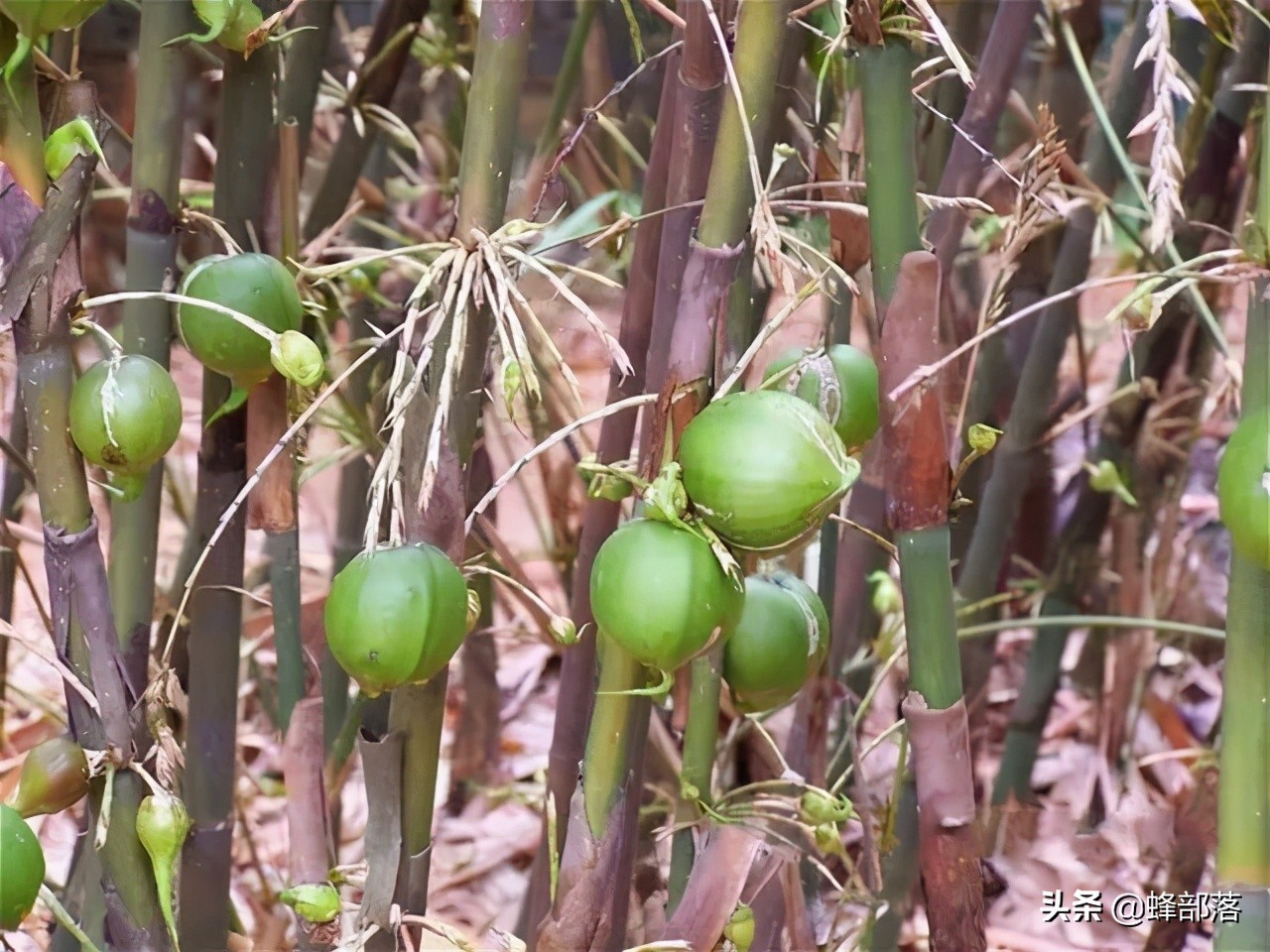 竹花:生于农村却少有人见过,曾被当成不祥之物,如今60元1斤