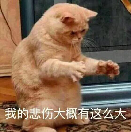 可爱猫咪的表情包我的悲伤大概有这么大