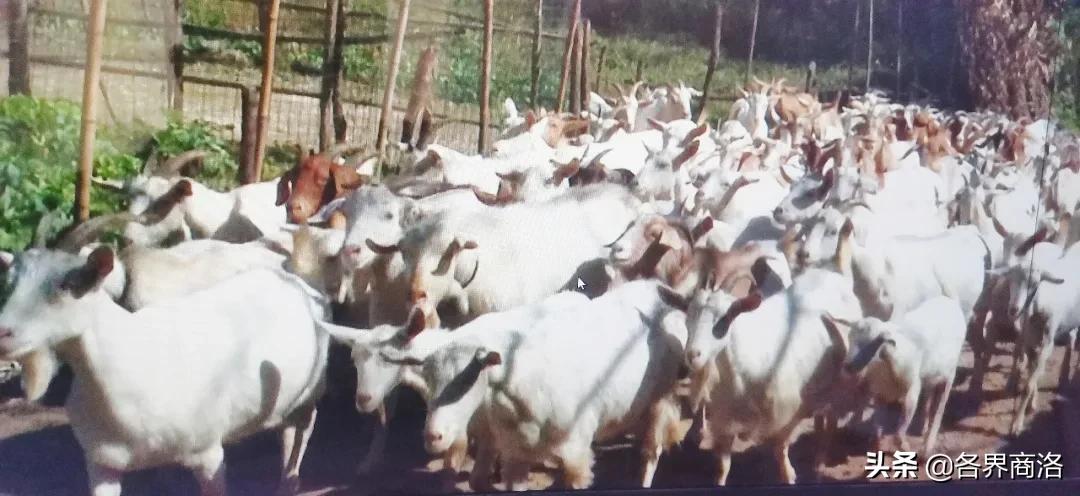 商州区杨斜镇雷胜儒：发展特色养殖业 做群众致富领头人