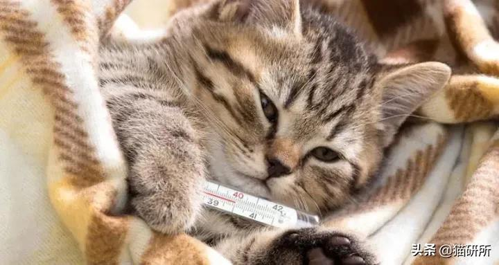从瘫痪到死亡只有几小时，猫血栓到底有多凶险？