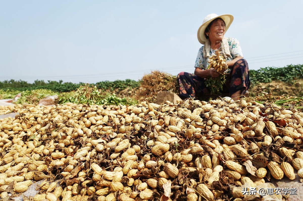 目前花生多少钱一斤？为何会跌价？2021花生价格最新行情走势分析