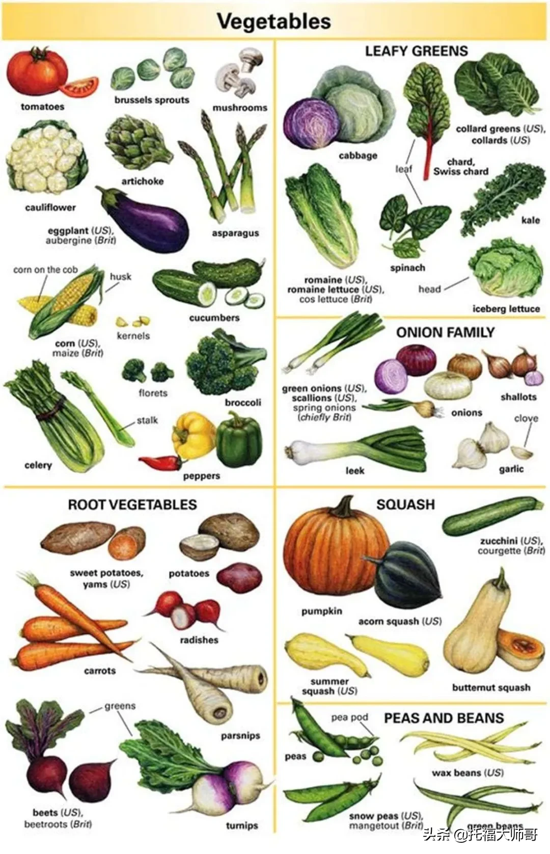 &quot（蔬菜的英语怎么说）