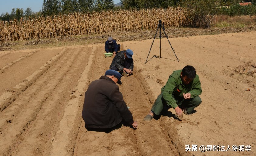 买卖栽植桃苗，有些术语和名词学习好了有帮助，精品图说来了